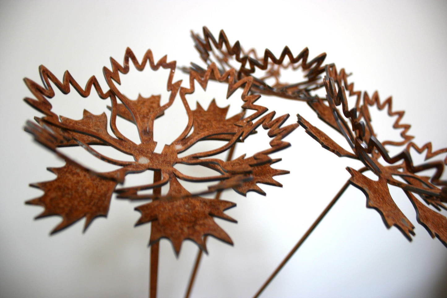 Cornflower Stems x3