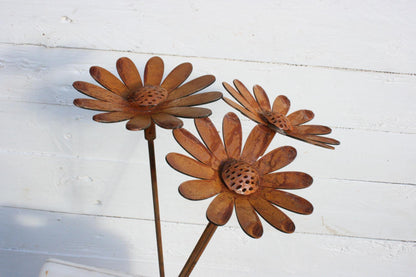 Rusted Daisy Flowers