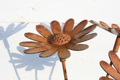 Rusted Daisy Flowers